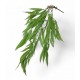  PLANTA HELECHO COLGANTE 80CM