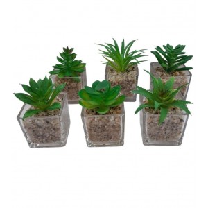 SUCULENTA EN MACETITA DE VIDRIO 5X5