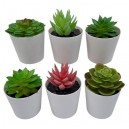 SUCULENTA EN MACETA PLASTICA 6 CM