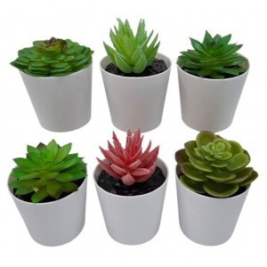 SUCULENTA EN MACETA PLASTICA 6 CM