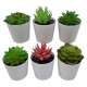 SUCULENTA EN MACETA PLASTICA 6 CM