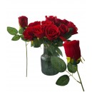 PIMPOLLO GRANDE ROSA