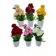 MACETA CON PLANTA Y 5 ROSAS 42 CM